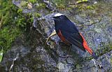 White-capped Redstart